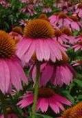 Echinacea Bravado